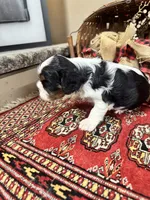 Chester, a male Cavalier King Charles Spaniel for sale in Greenville, SC – 3 of 10