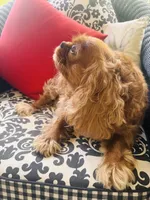 Ruby Tuesday, a female Cavalier King Charles Spaniel for sale in Greenville, SC – 4 of 10