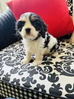 McCartney, a male Cavalier King Charles Spaniel for sale in Greenville, SC – 8 of 9