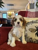 Henessey, a male Cavalier King Charles Spaniel for sale in Greenville, SC – 2 of 10