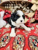 Victor, a male Cavalier King Charles Spaniel for sale in Greenville, SC – Photo 1 of 10