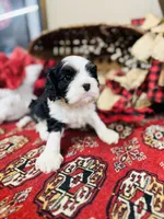 Victor, a male Cavalier King Charles Spaniel for sale in Greenville, SC – Photo 7 of 10