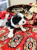 Victor, a male Cavalier King Charles Spaniel for sale in Greenville, SC – Photo 5 of 10