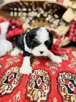 Victor, a male Cavalier King Charles Spaniel for sale in Greenville, SC – Photo 3 of 10