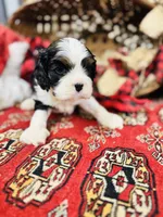 Victor, a male Cavalier King Charles Spaniel for sale in Greenville, SC – Photo 4 of 10