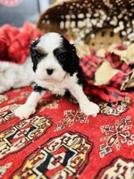 Victor, a male Cavalier King Charles Spaniel for sale in Greenville, SC – Photo 2 of 10