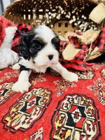 Victor, a male Cavalier King Charles Spaniel for sale in Greenville, SC – Photo 9 of 10
