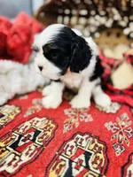 Victor, a male Cavalier King Charles Spaniel for sale in Greenville, SC – Photo 6 of 10