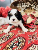 Victor, a male Cavalier King Charles Spaniel for sale in Greenville, SC – Photo 8 of 10