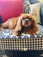 Gigi, a female Cavalier King Charles Spaniel for sale in Greenville, SC – 8 of 8