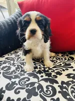 Lennon, a male Cavalier King Charles Spaniel for sale in Greenville, SC – 4 of 10