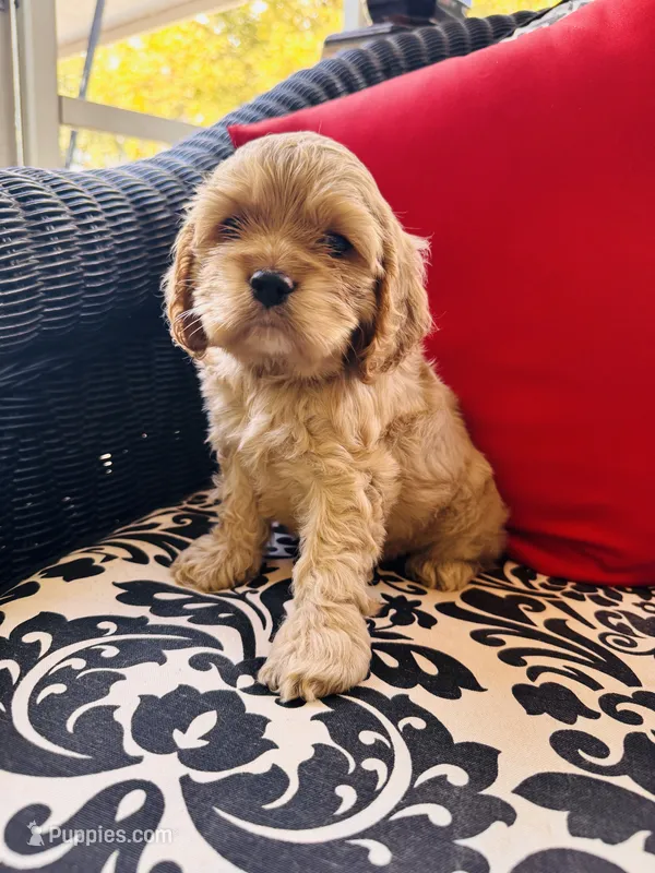 Daniel – Cocker Spaniel puppy on hold in Greenville, SC