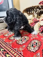 Sultan, a male Cocker Spaniel for sale in Greenville, SC – 2 of 8