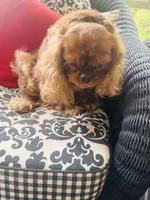 Ruby Tuesday, a female Cavalier King Charles Spaniel for sale in Greenville, SC – 5 of 10