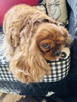 Ruby Tuesday, a female Cavalier King Charles Spaniel for sale in Greenville, SC – 3 of 10