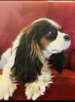 Chester, a male Cavalier King Charles Spaniel for sale in Greenville, SC – 10 of 10