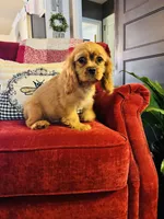 Shaun, a male Cavalier King Charles Spaniel for sale in Greenville, SC – 6 of 10