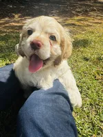 Jack, a male Cocker Spaniel for sale in Greenville, SC – 2 of 8