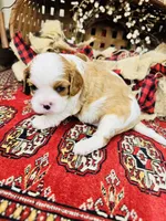 Henessey, a male Cavalier King Charles Spaniel for sale in Greenville, SC – 8 of 8