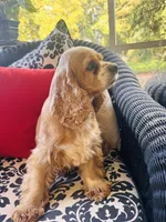 Heidi , a female Cocker Spaniel for sale in Greenville, SC – 3 of 9