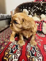 Sasha, a male English Toy Spaniel for sale in Greenville, SC – 5 of 10