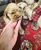 Delilah, a female Cocker Spaniel for sale in Greenville, SC – 2 of 8
