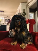 Ingrid , a female Cavalier King Charles Spaniel for sale in Greenville, SC – 6 of 10