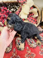 Sutton, a female English Toy Spaniel for sale in Greenville, SC – 4 of 8