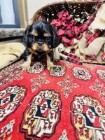 Sutton, a female English Toy Spaniel for sale in Greenville, SC – 7 of 8