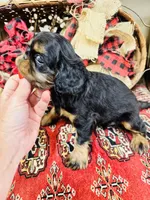 Sutton, a female English Toy Spaniel for sale in Greenville, SC – 3 of 8