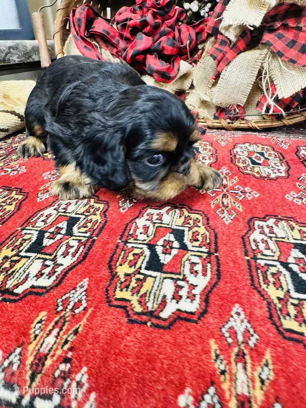 Sutton – English Toy Spaniel puppy for sale in Greenville, SC