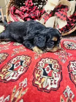 Sutton, a female English Toy Spaniel for sale in Greenville, SC – 2 of 8