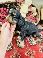 Sutton, a female English Toy Spaniel for sale in Greenville, SC – 6 of 8