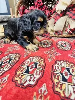 Sutton, a female English Toy Spaniel for sale in Greenville, SC – 5 of 8