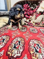 Sutton, a female English Toy Spaniel for sale in Greenville, SC – 8 of 8