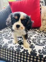 Linda, a female Cavalier King Charles Spaniel for sale in Greenville, SC – 2 of 9