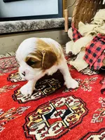 Henessey, a male Cavalier King Charles Spaniel for sale in Greenville, SC – 4 of 8