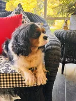 Tallulah, a female Cavalier King Charles Spaniel for sale in Greenville, SC – 7 of 10