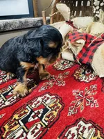 Seth, a male English Toy Spaniel for sale in Greenville, SC – 8 of 10