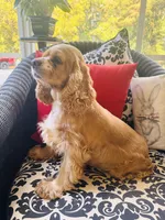 Heidi , a female Cocker Spaniel for sale in Greenville, SC – 7 of 9