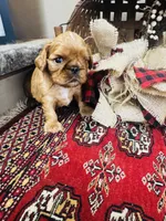 Silas , a male English Toy Spaniel for sale in Greenville, SC – 7 of 10