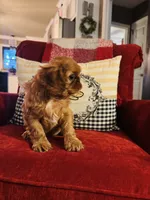 Sasha, a female English Toy Spaniel for sale in Greenville, SC – 4 of 10