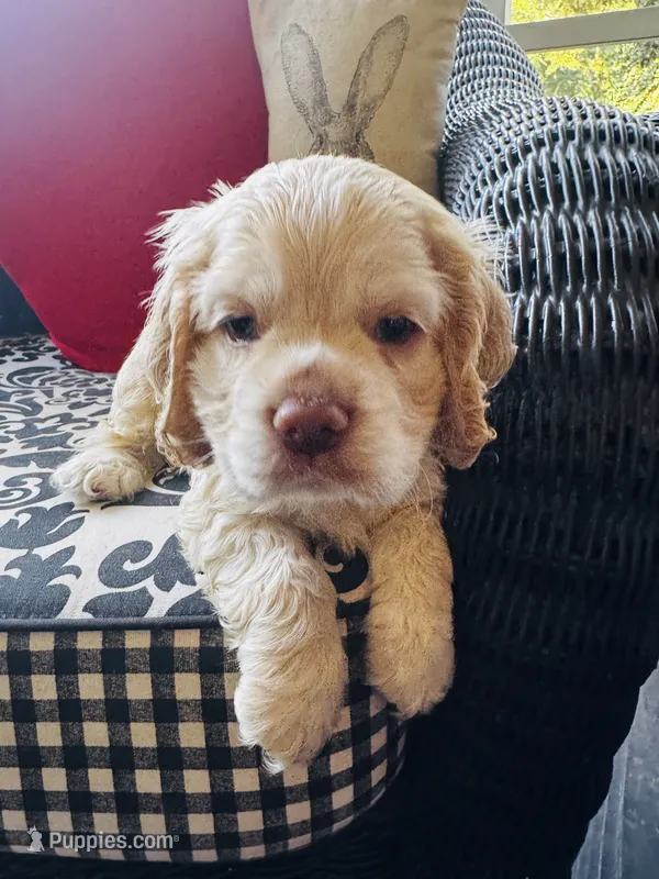 Jack – Cocker Spaniel puppy for sale in Greenville, SC