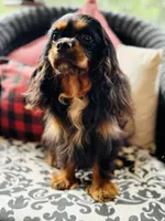 Penelope , a female Cavalier King Charles Spaniel for sale in Greenville, SC – 6 of 9