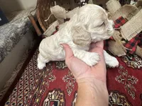 Jade, a female Cocker Spaniel for sale in Greenville, SC – 2 of 8