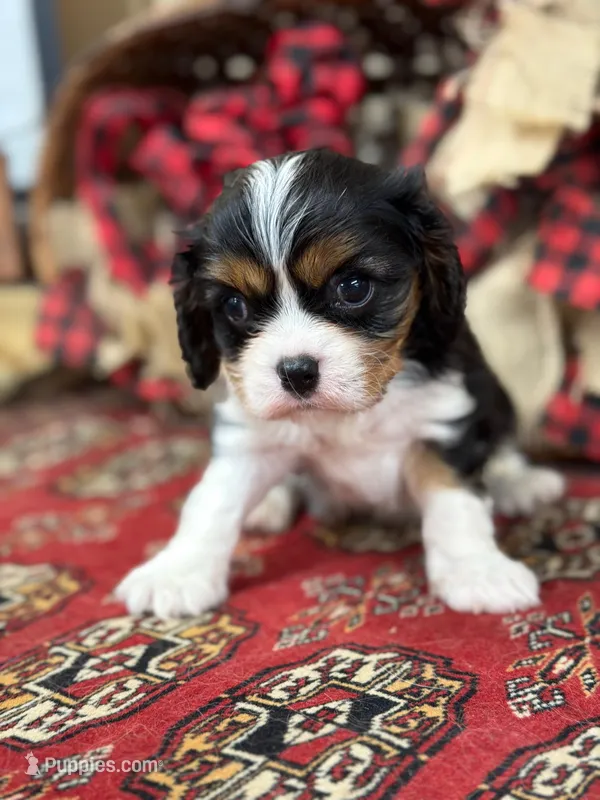 Samuel – Cavalier King Charles Spaniel puppy for sale in Greenville, SC