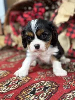 Samuel, a male Cavalier King Charles Spaniel for sale in Greenville, SC – Photo 1 of 4