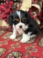 Samuel, a male Cavalier King Charles Spaniel for sale in Greenville, SC – Photo 2 of 4