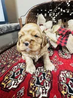 Delilah, a female Cocker Spaniel for sale in Greenville, SC – 8 of 8