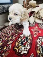 Joe, a male Cocker Spaniel for sale in Greenville, SC – 8 of 8